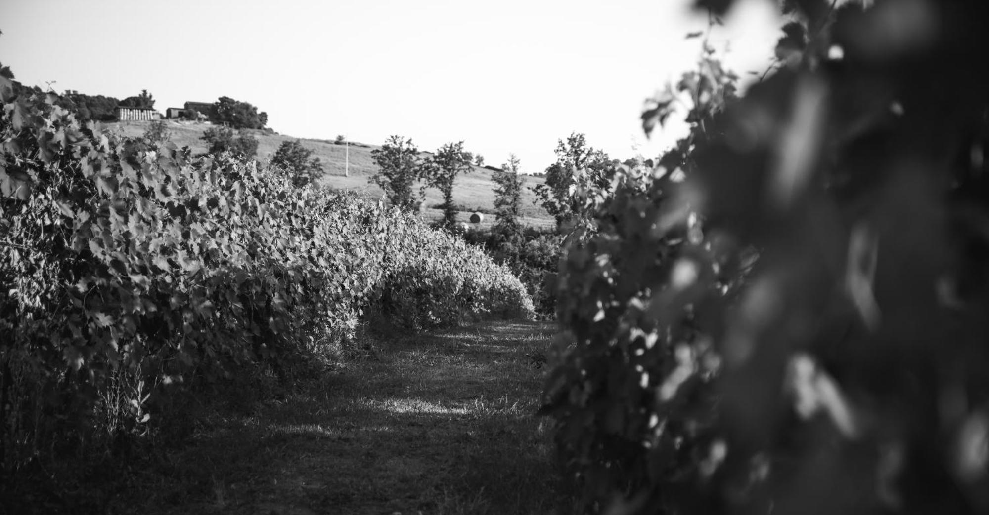 Agriturismo La Vecchia Quercia Монтемерано Экстерьер фото